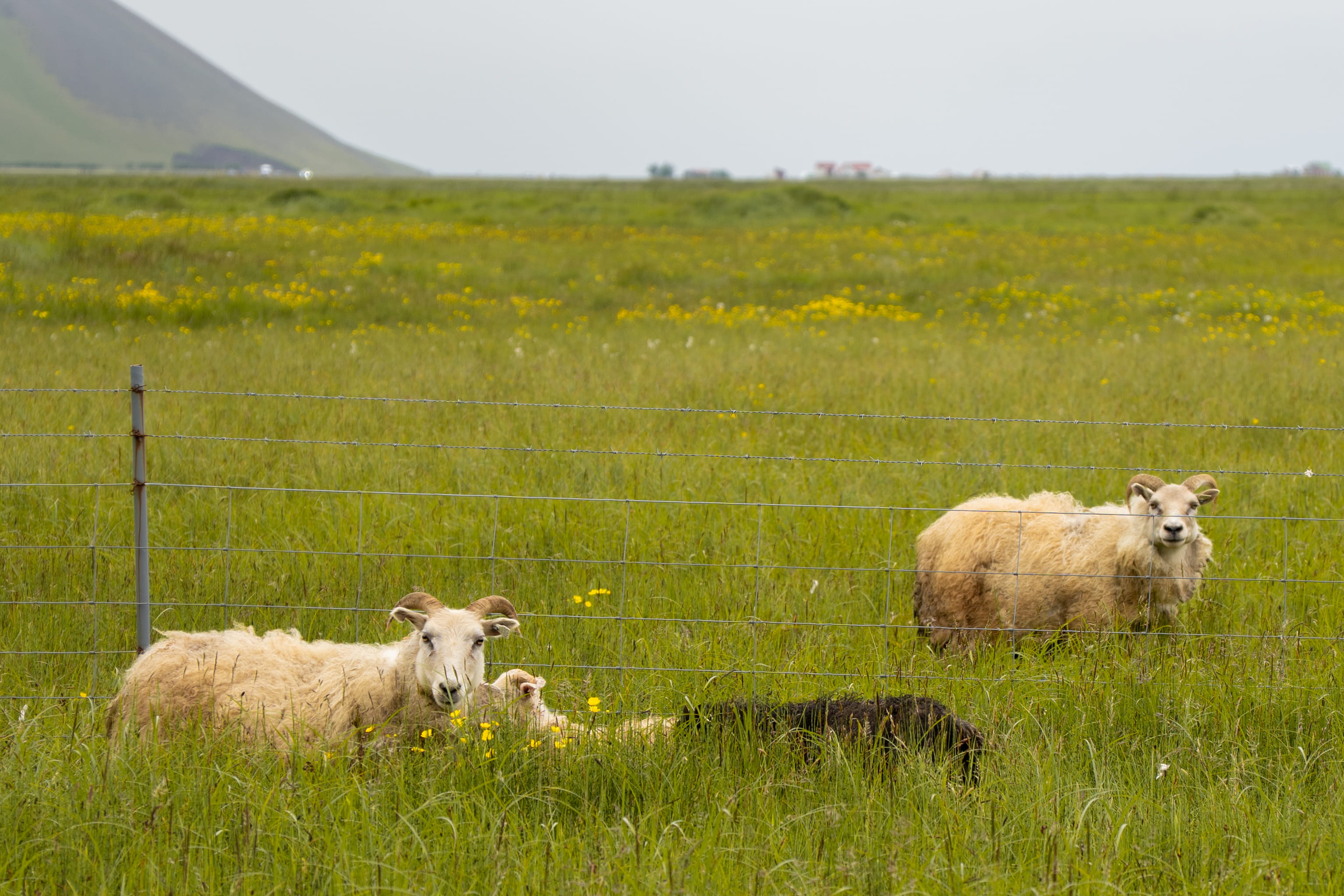 2 grown sheep looking at the camera with 2 lambs in tall grass